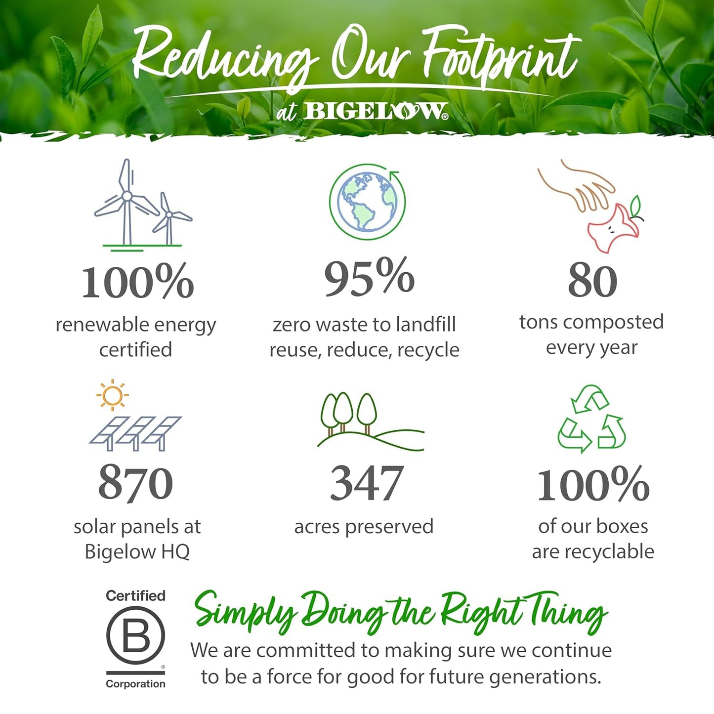 BIGELOW GREEN TEA with Ginger + Probiotics, 18 Tea Bags